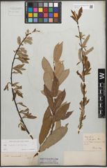 Foto von Salix caprea L. x Salix purpurea L.